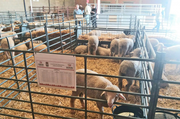 Imagen: Éxito de Diputación de Badajoz en la subasta de ganado en la 86 Edición de la Feria Agroganadera de...