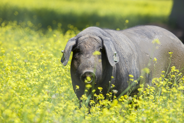 Imagen: Adjudicados los premios del I MARATÓN FOTOGRÁFICO LA COCOSA, organizado por el Área de Desarrollo Ru...