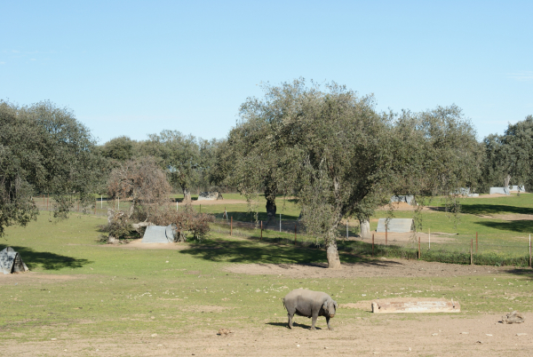 Imagen: Diputación de Badajoz y CICYTEX firman la prórroga del acuerdo marco para colaborar en  proyectos in...