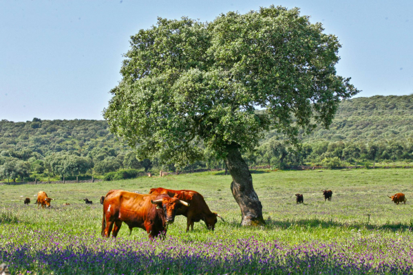 Imagen: GoDehesa presenta su proyecto para incrementar la rentabilidad en la dehesa con un aprovechamiento s...