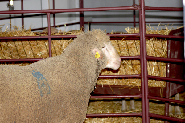 Imagen: La Cocosa alcanza el máximo nivel de ventas en las ferias ganaderas de Mayo