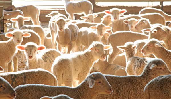 Imagen: Diputación de Badajoz ha participado en la subasta de ganado de la X Feria Agroganadera y Multisecto...