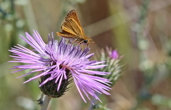 Imagen: El CEDER La Serena y CSEA La Cocosa organizan un maratón fotográfico de ciencia ciudadana como apoyo...
