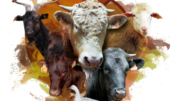 Imagen: La Diputación de Badajoz participará en la XXXVI Feria Agroganadera de Trujillo, que se celebrará de...