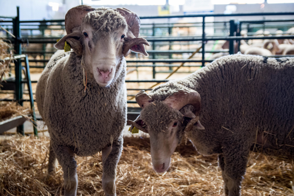 Imagen: Diputación de Badajoz ha participado en la subasta de ovinos de raza merina de la XXXVI Feria Agroga...