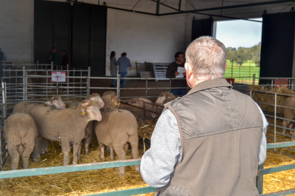 Imagen: Buena acogida en la subasta anual de ganado de la Finca La Cocosa