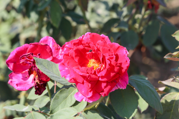 Imagen: El vivero provincial de la Diputación de Badajoz ha suministrado plantas florales a 125 municipios d...
