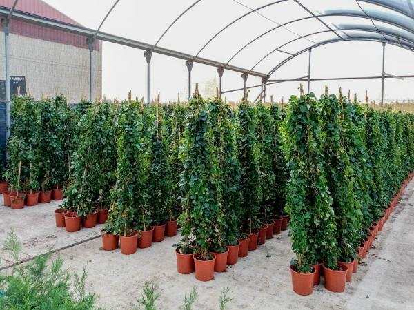 Imagen: Más de medio millar de parras cubrirán la fachada del CEIP Gabriela Mistral de Solana de los Barros