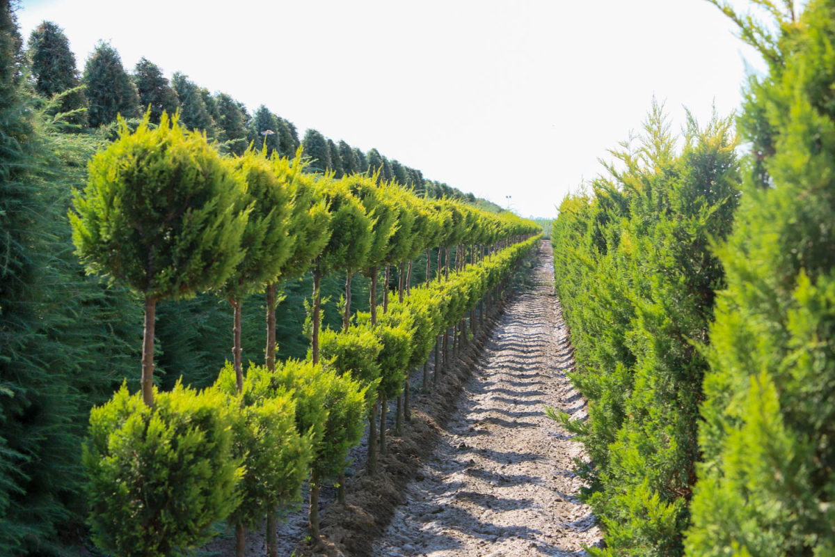 Comienza la campaña de suministro de plantas a Ayuntamientos por parte del Vivero Provincial