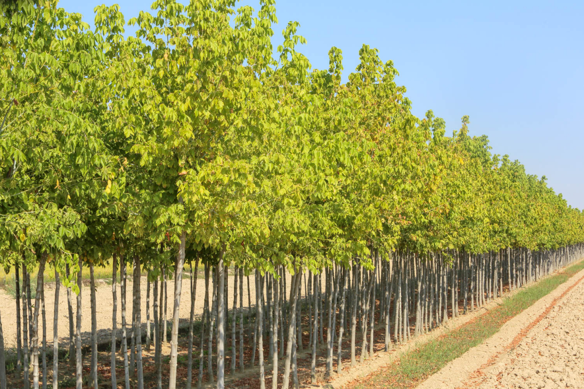 Comienza la campaña de suministro de plantas a Ayuntamientos por parte del Vivero Provincial