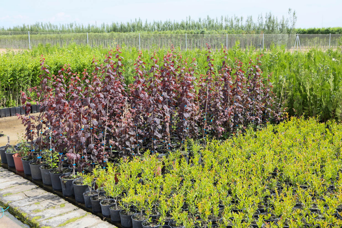 Comienza la campaña de suministro de plantas a Ayuntamientos por parte del Vivero Provincial