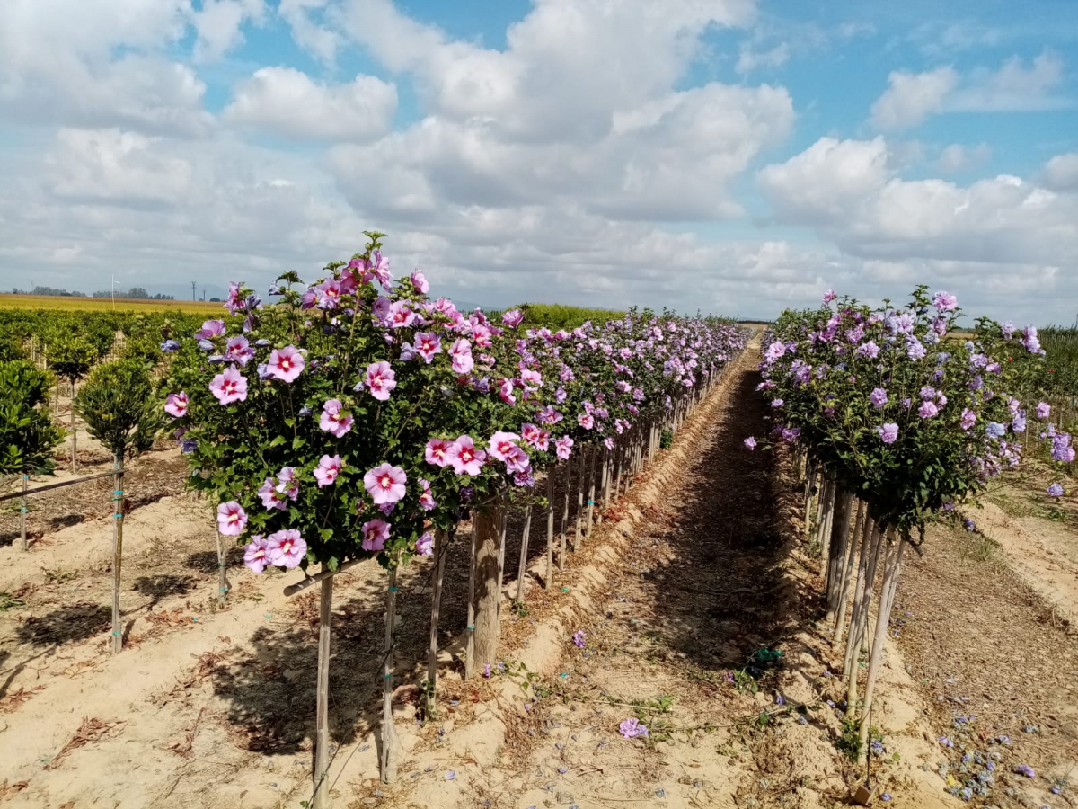 Comienza la campaña de suministro de plantas a Ayuntamientos por parte del Vivero Provincial
