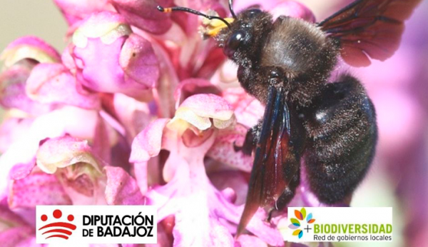 Imagen: La Diputación de Badajoz aprueba su adhesión a la Red de Gobiernos Locales +Biodiversidad de la FEMP