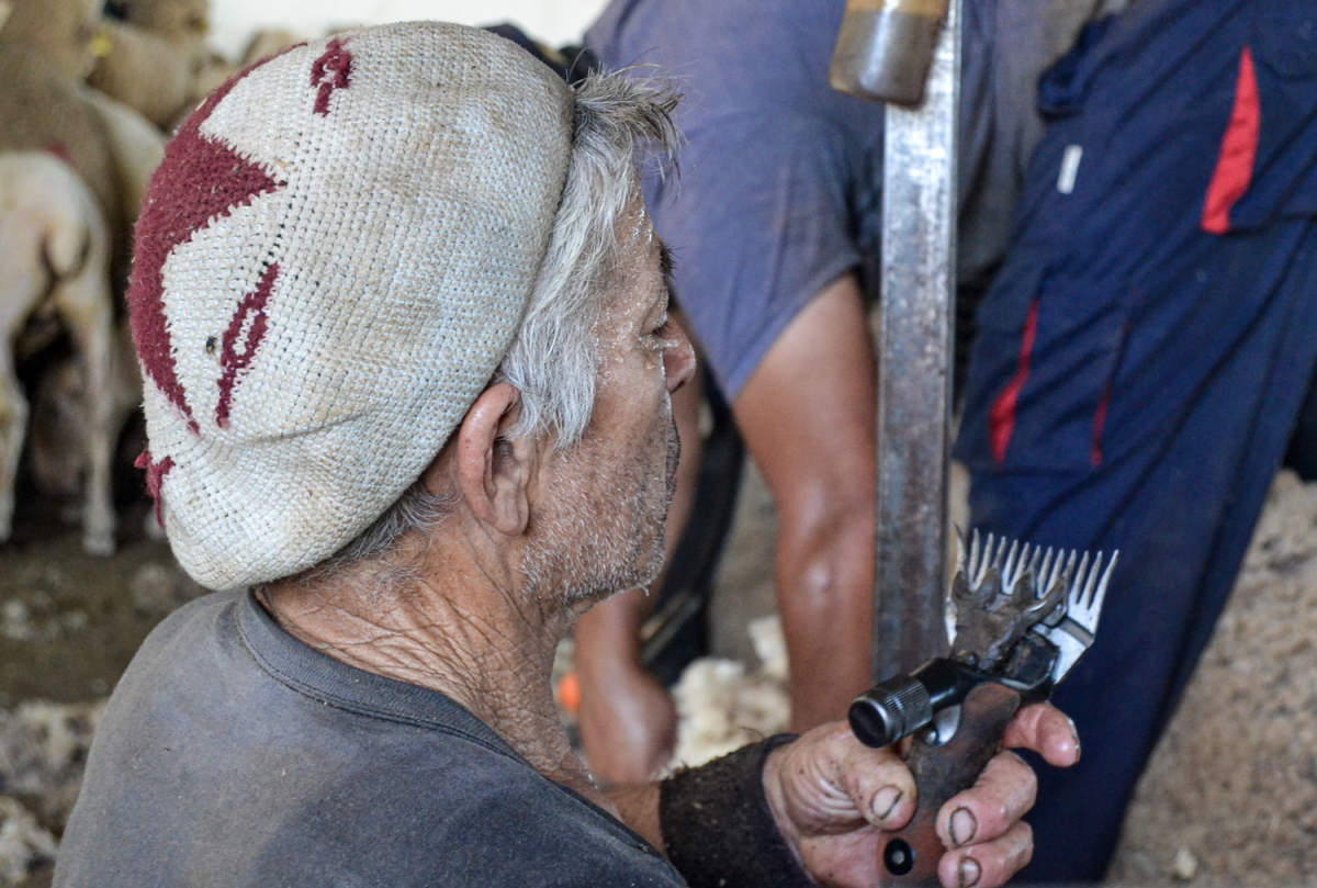 La temporada de esquila llega a la Finca La Cocosa de la Diputación de Badajoz