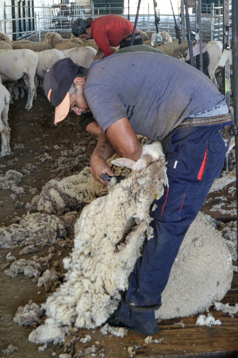 La temporada de esquila llega a la Finca La Cocosa de la Diputación de Badajoz