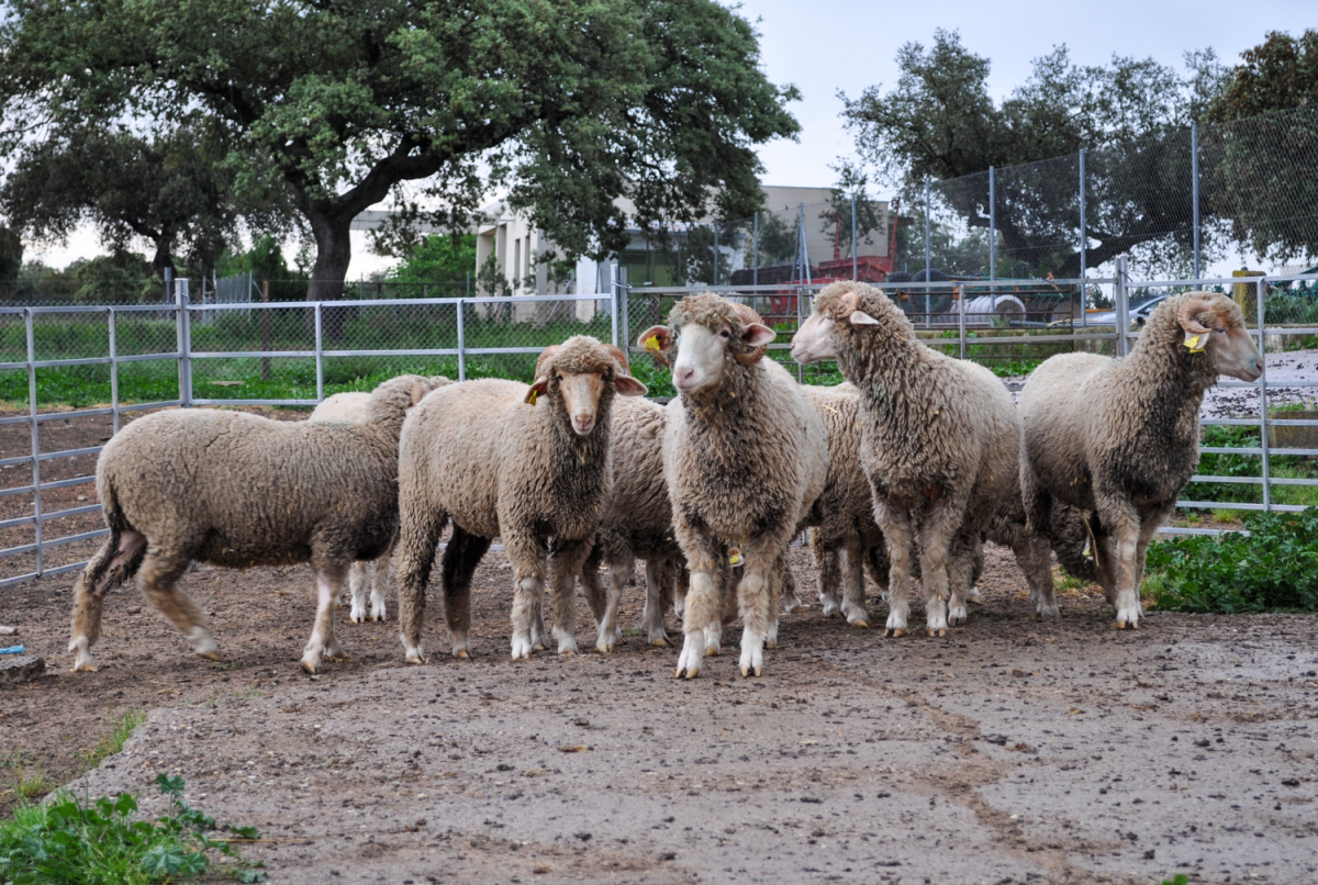 La Diputación de Badajoz participará en la subasta de ganado de la Feria Internacional Ganadera de Zafra