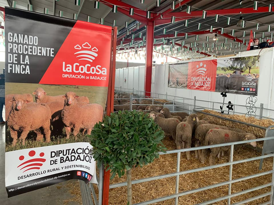 La Diputación de Badajoz participa en la subasta de la XXIII Feria-Artesanal Ganadera de La Coronada