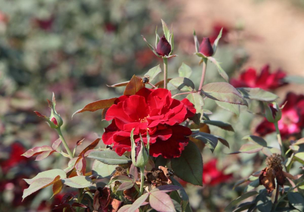 Imagen: Comienza la III campaña de suministro de plantas en flor a los Ayuntamientos por parte del Vivero Pr...