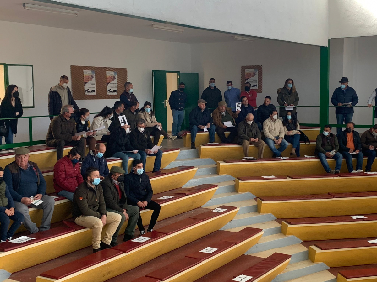 La Diputación de Badajoz ha subastado 43 cabezas de ganado merino en la Feria de Primavera de Zafra