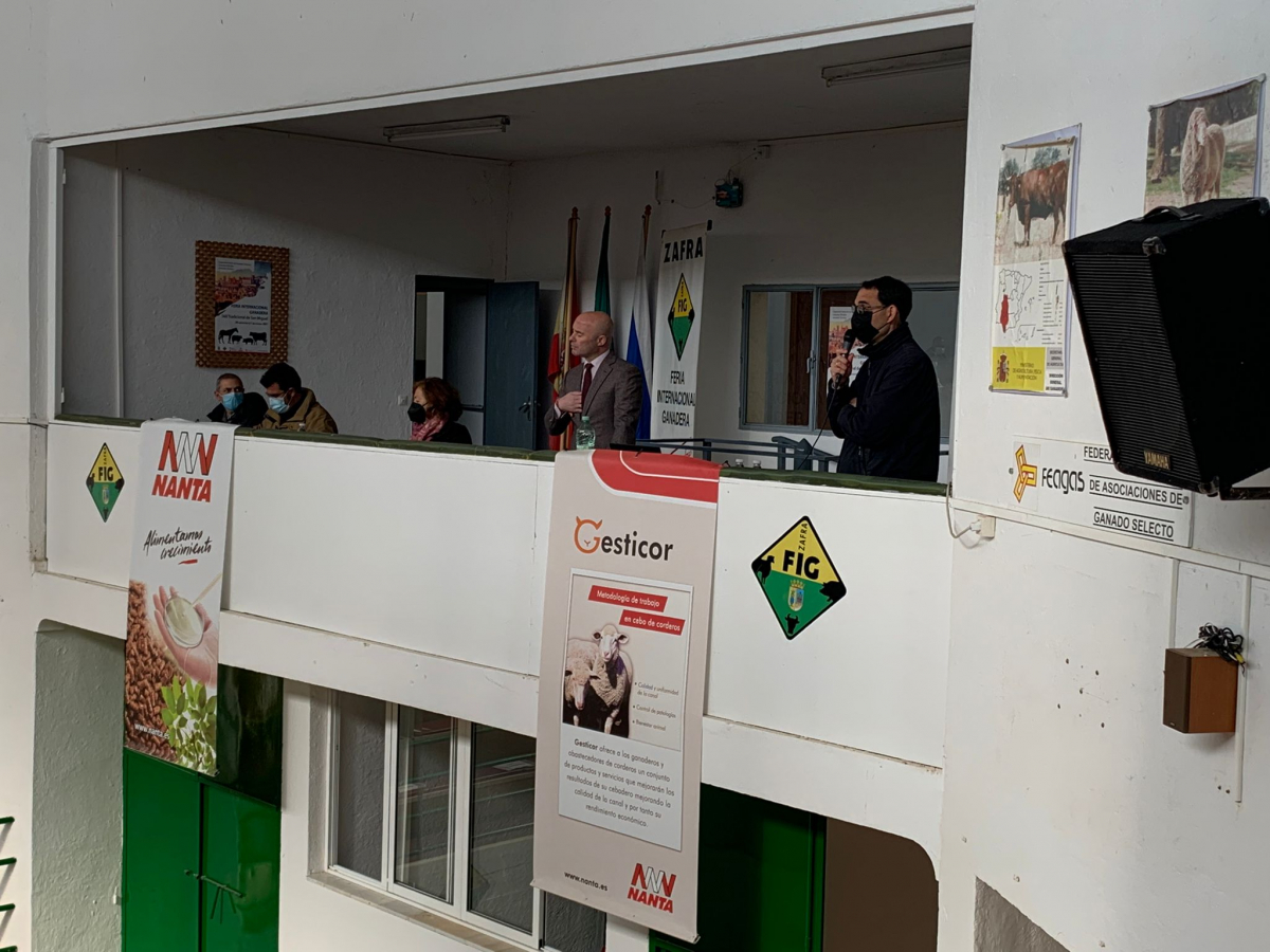 La Diputación de Badajoz ha subastado 43 cabezas de ganado merino en la Feria de Primavera de Zafra