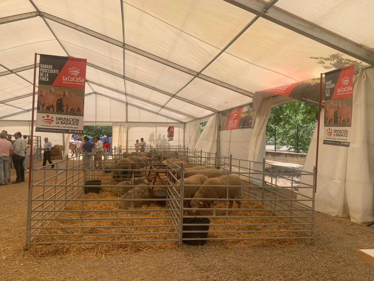 La Diputación de Badajoz adjudica el 100% de sus lotes de ganado merino en las subastas de las ferias ganaderas de La Zarza y Puebla de Alcocer