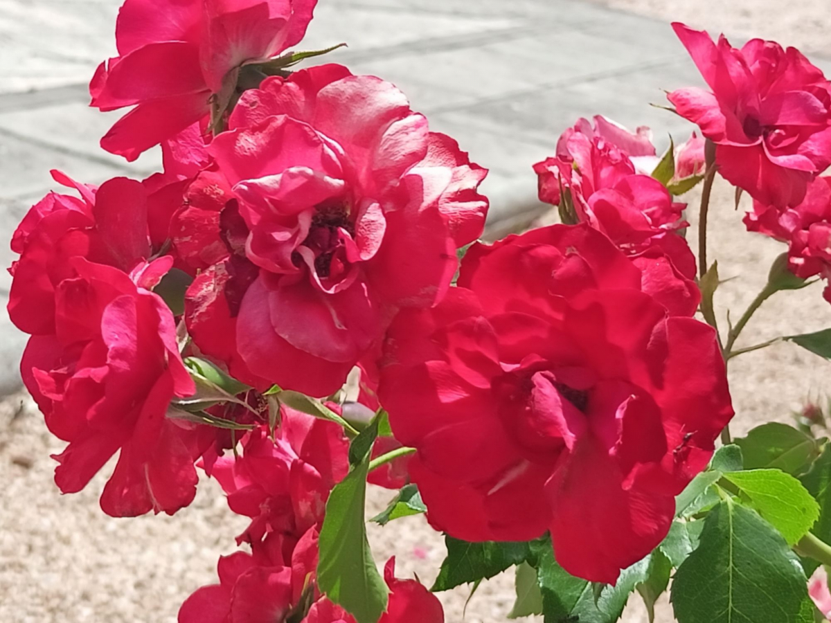 El Vivero Provincial de Badajoz suministra más de 80.000 ejemplares de plantas a los ayuntamiento de la provincia