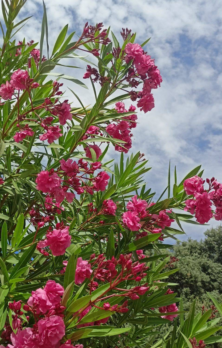 El Vivero Provincial de Badajoz suministra más de 80.000 ejemplares de plantas a los ayuntamiento de la provincia