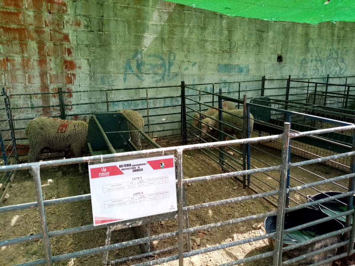 La Diputación de Badajoz ha participado en la subasta de ganado de la XII Feria Agroganadera y Multisectorial de Siruela