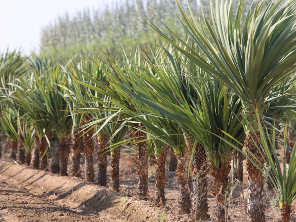 Imagen: El Vivero Provincial de Badajoz suministra más de 80.000 ejemplares de plantas a los ayuntamiento de...