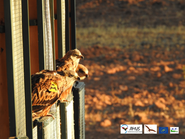 Imagen: Liberados los primeros milanos reales del proyecto LIFE EUROKITE