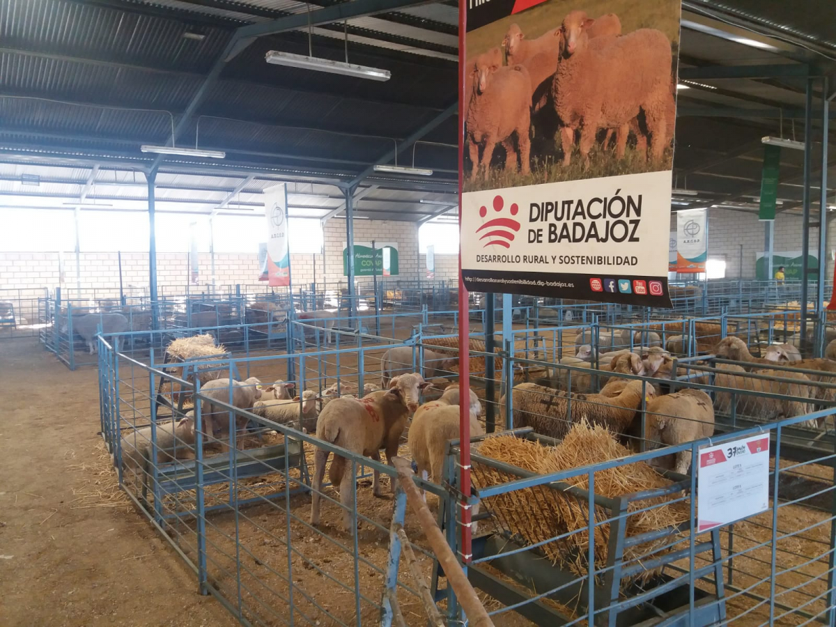 La Diputación de Badajoz recibe el premio al mejor semental de raza merina 2022 en el 37ª Salón Ovino de Castuera