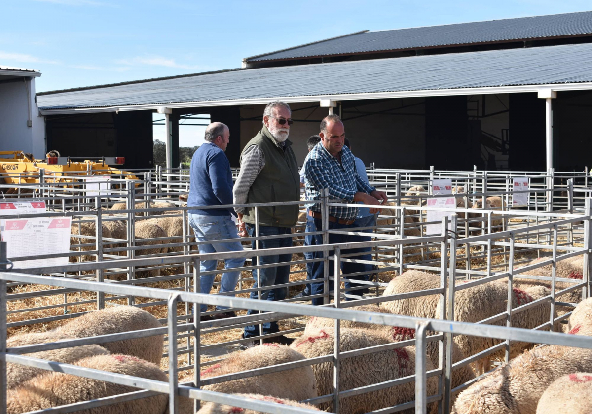 Diputación de Badajoz adjudica sus lotes en la subasta de ganado organizada en la finca La Cocosa