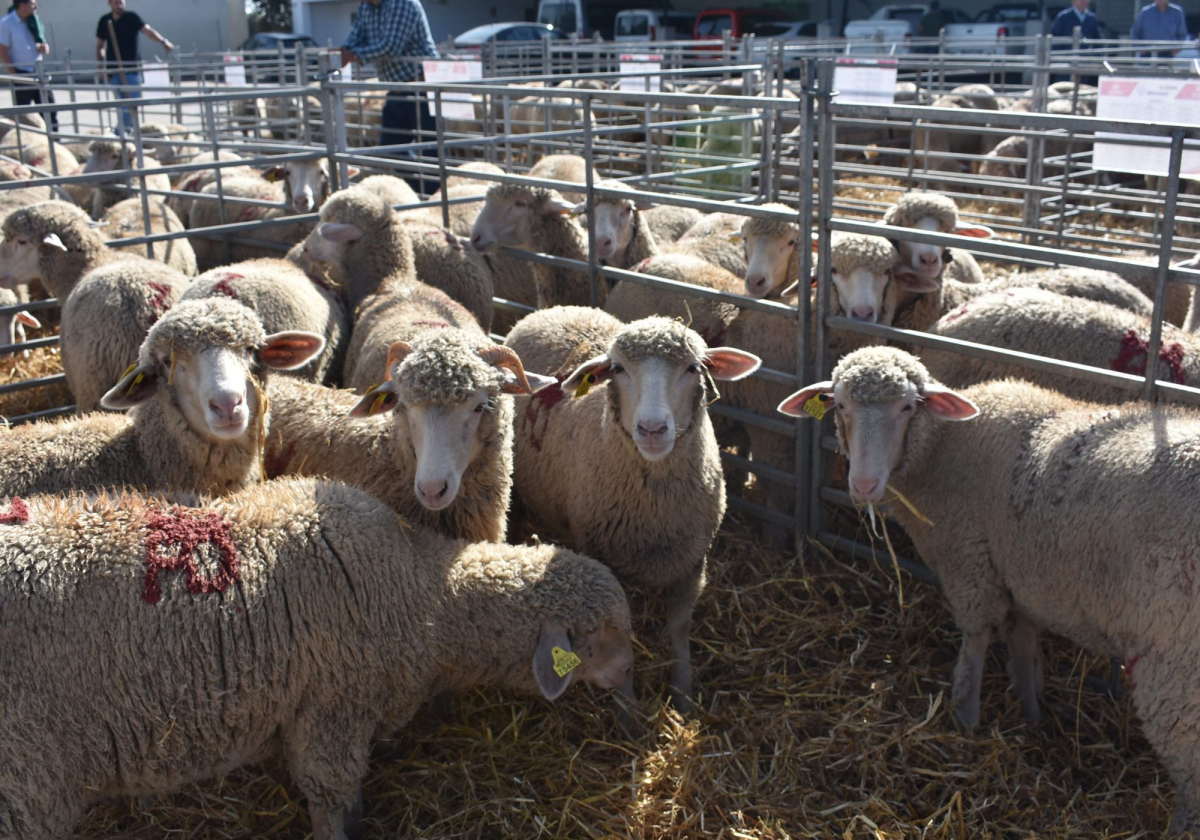 Diputación de Badajoz adjudica sus lotes en la subasta de ganado organizada en la finca La Cocosa