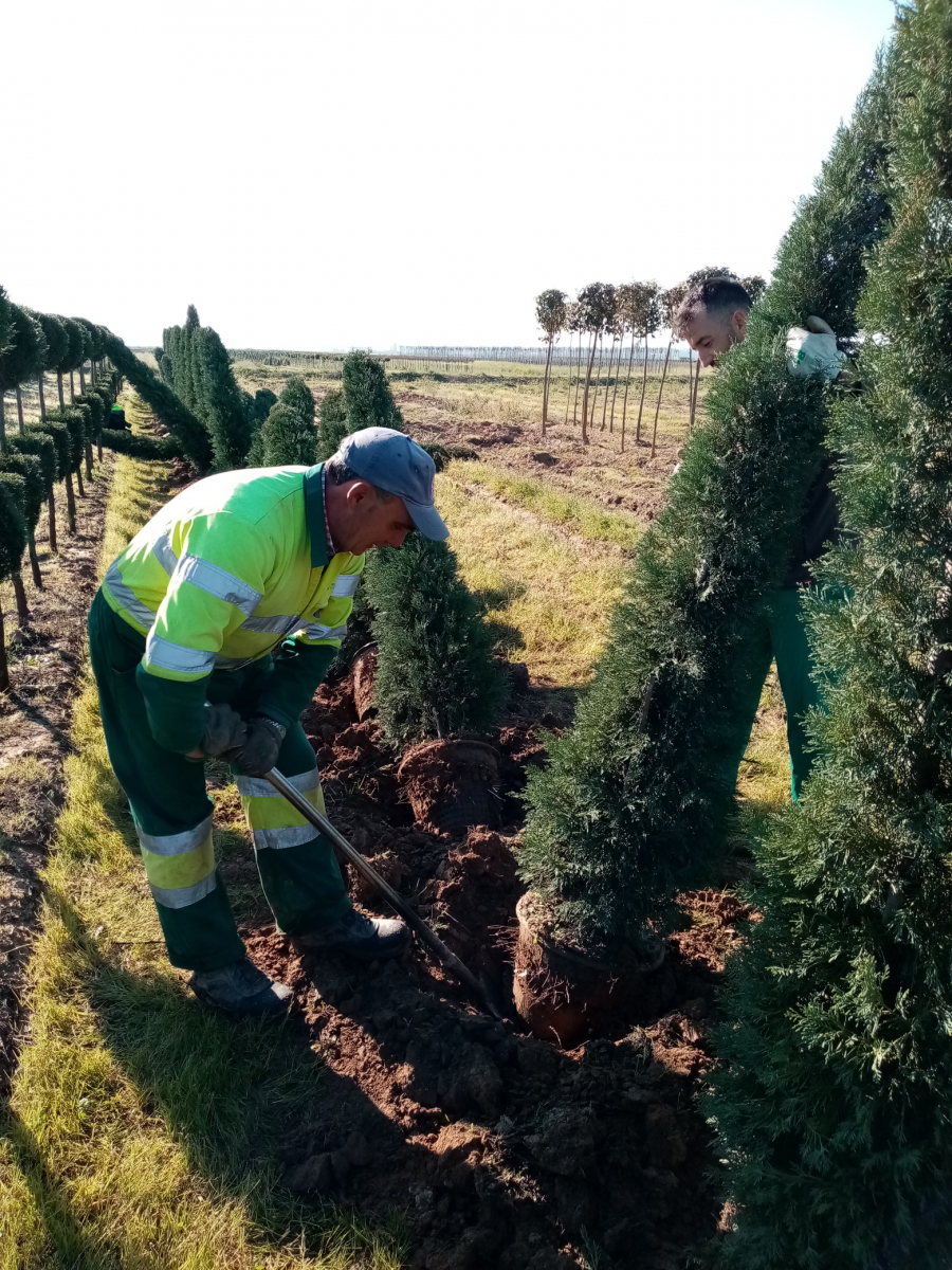 El Vivero Provincial de la Diputación de Badajoz comienza el reparto de plantas de la campaña de invierno