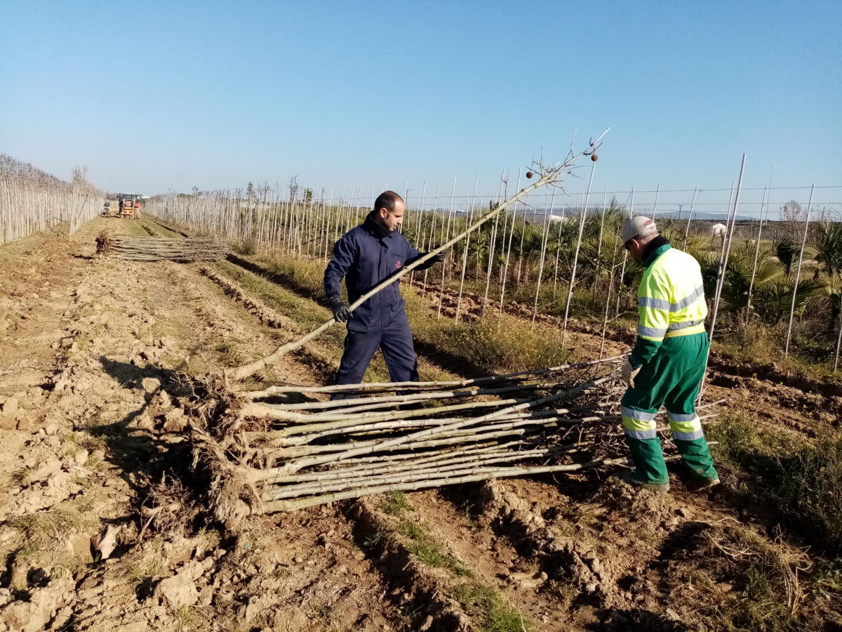 El Vivero Provincial de la Diputación de Badajoz comienza el reparto de plantas de la campaña de invierno