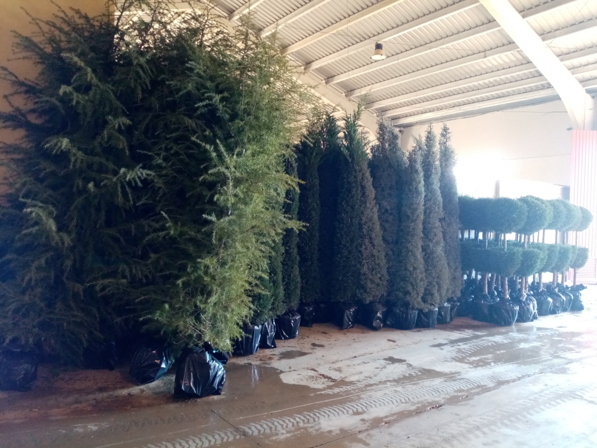 El Vivero Provincial de la Diputación de Badajoz comienza el reparto de plantas de la campaña de invierno