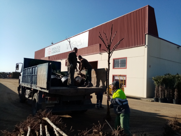 Imagen: El Vivero Provincial de la Diputación de Badajoz comienza el reparto de plantas de la campaña de inv...