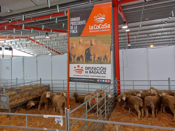 Imagen: Diputación de Badajoz arranca la temporada de ferias ganaderas en La Coronada subastando 42 cabezas...