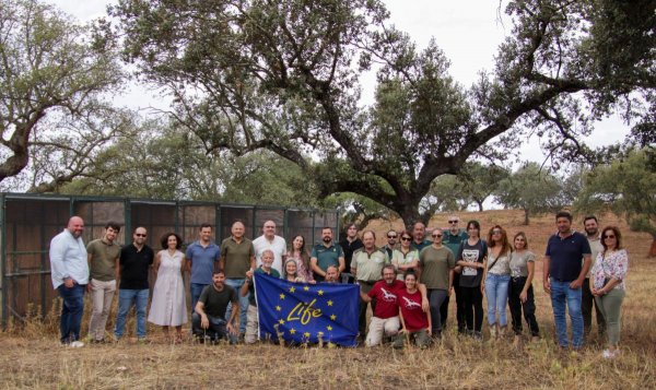 Imagen: Una treintena de milanos reales son liberados en Valencia del Mombuey gracias al proyecto LIFE EUROK...