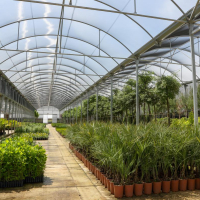 Imagen: Comienza la campaña anual de suministro de plantas para la mejora de las zonas verdes municipales