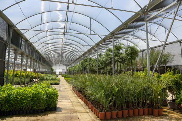 Imagen: Comienza la campaña anual de suministro de plantas para la mejora de las zonas verdes municipales