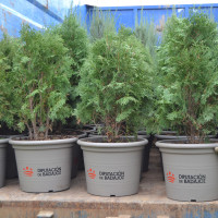 Imagen: El Vivero Provincial de la Diputación de Badajoz culmina su campaña de invierno con 44.000 plantas s...