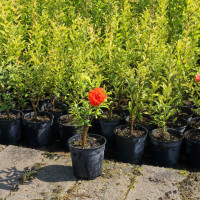 Imagen: La Diputación de Badajoz abre el plazo de solicitud para el suministro de plantas en flor a los ayun...